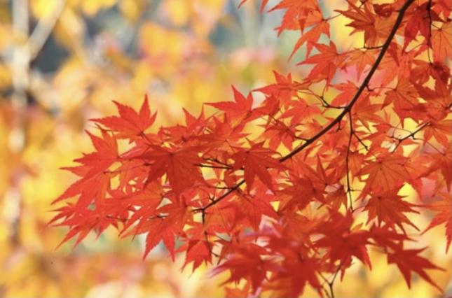 紅葉が一段と色を増す季節となりました