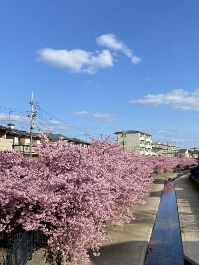 桜の季節